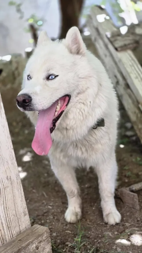 Husky malamute