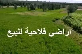 Vente Terrain Agricole Sétif Ouled sabor