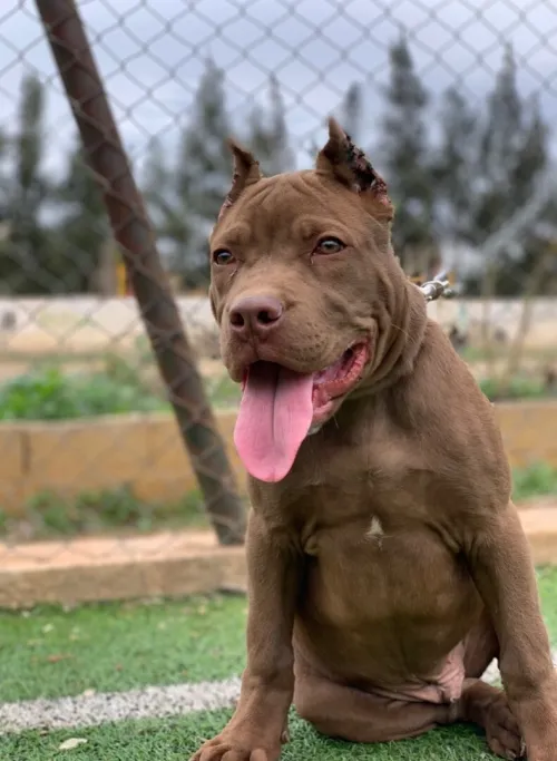 Américain pitbull red nose
