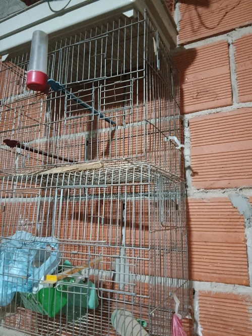 Cages أقفاص