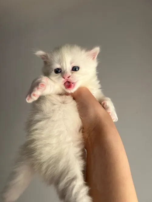 Chatton person croisé 
