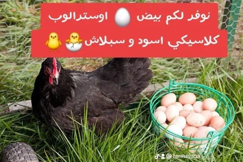بيض أوسترالوب كلاسيكي اسود و سبلاش للتفقيس