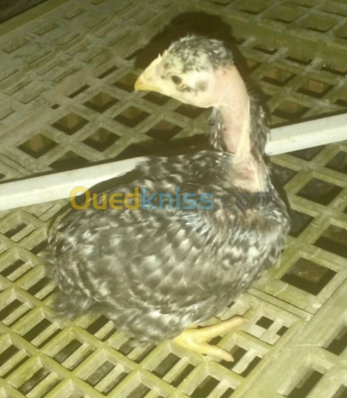 Poussins