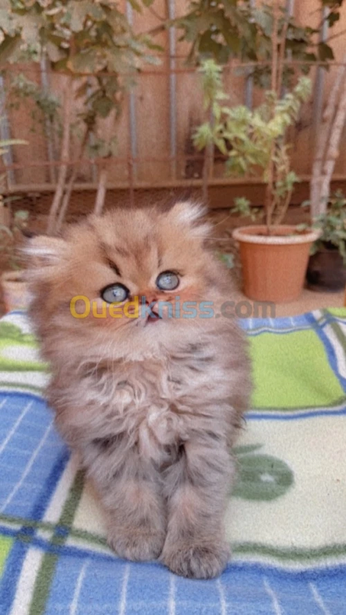 Persan chinchilla golden pure race
