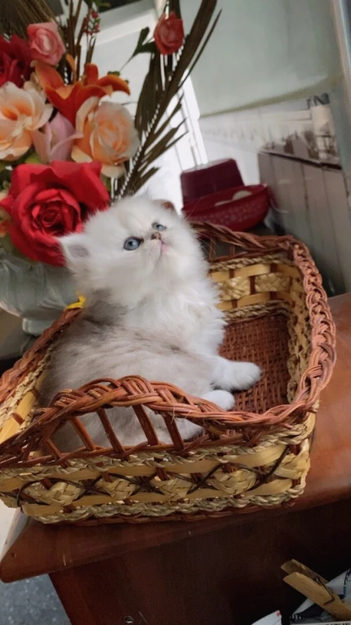 Chat Persan chinchilla silver shaded