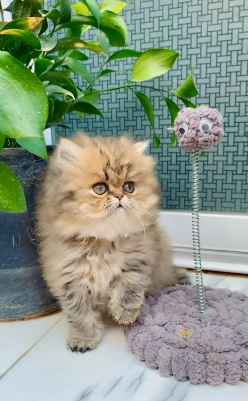 Chat persan chinchilla golden