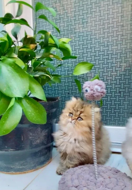 Chat persan chinchilla golden