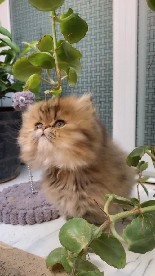 Chat golden chinchilla