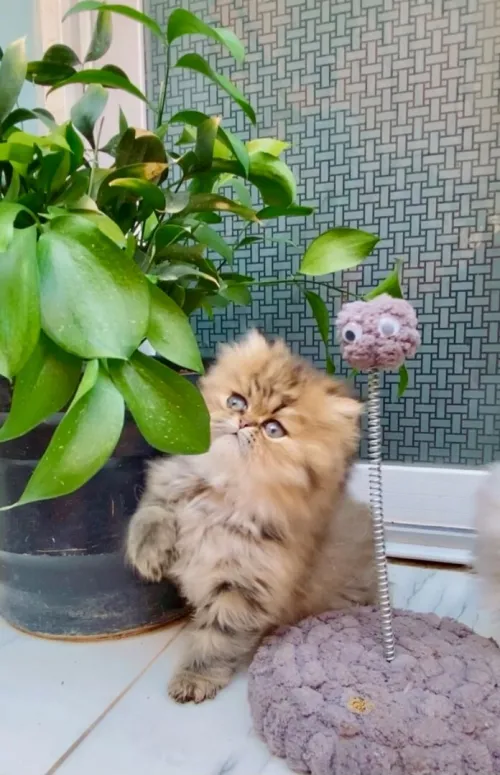 Chat golden chinchilla