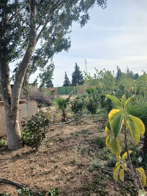 Vente Terrain Agricole Chlef Labiod medjadja