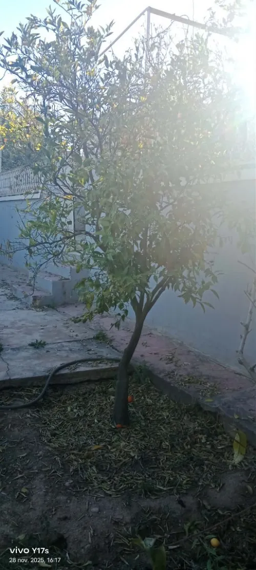 Vente Villa Tlemcen Tlemcen