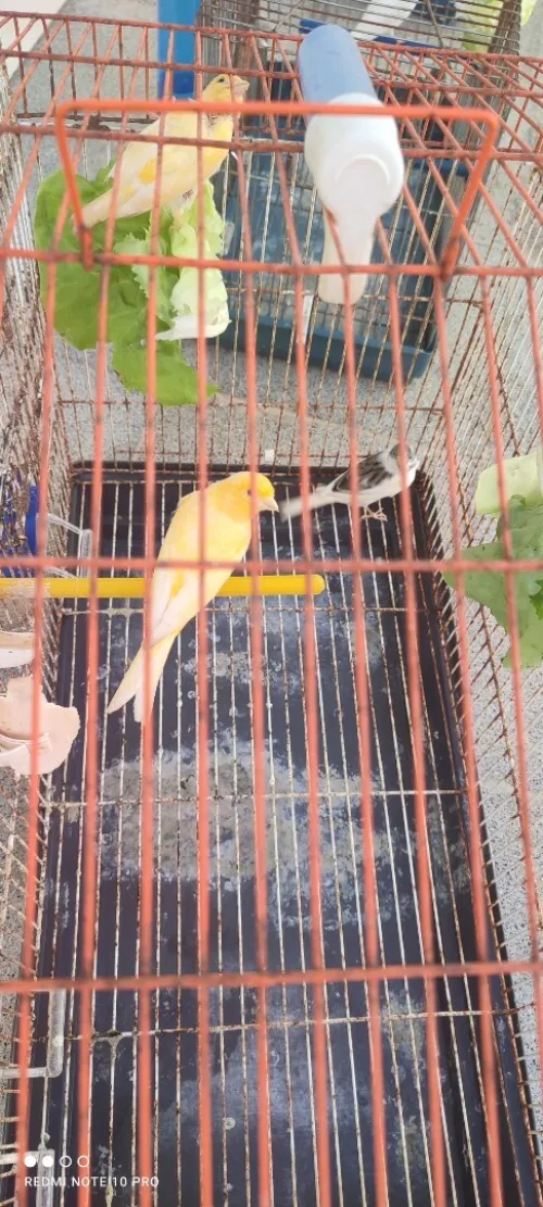 Canari