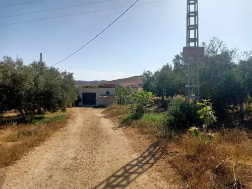 Vente Terrain Agricole Tlemcen Souahlia