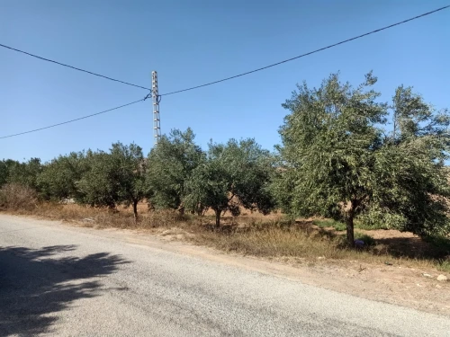 Vente Terrain Agricole Tlemcen Souahlia