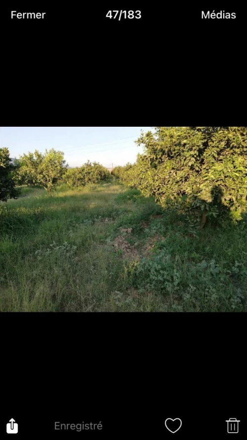 Vente Terrain Tizi Ouzou Sidi naamane