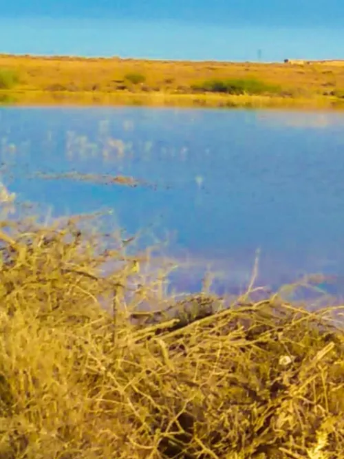 Vente Terrain Agricole Naâma Mecheria