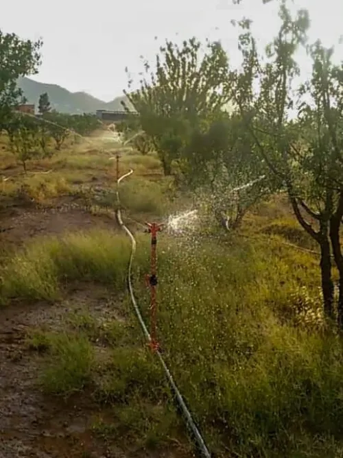 Vente Terrain Agricole Naâma Mecheria