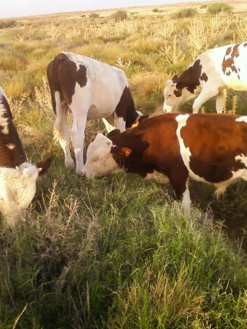 Vente Terrain Agricole Naâma Mecheria