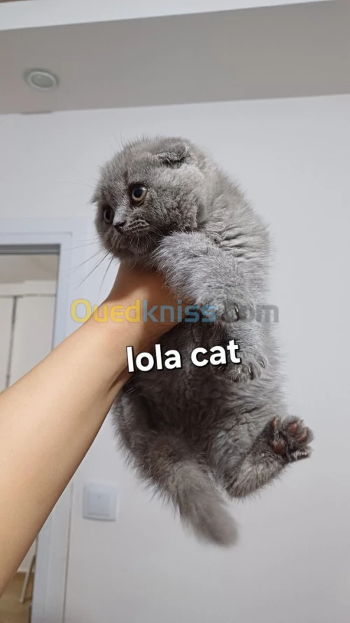Scottish fold