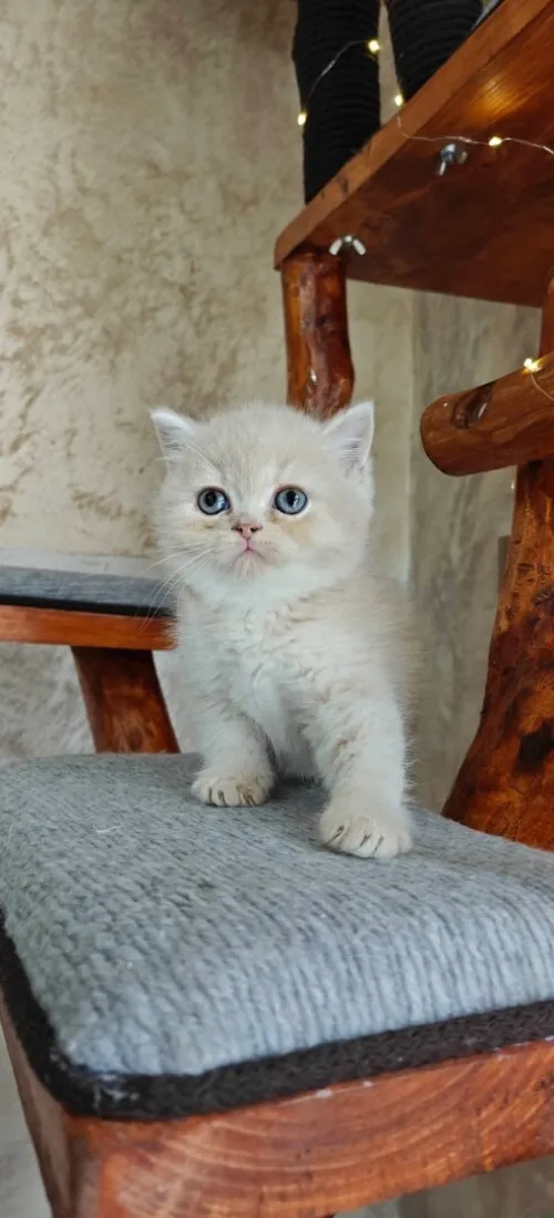 British short hair blue