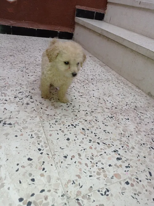 Caniche bitcho 