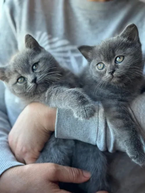 British shorthair