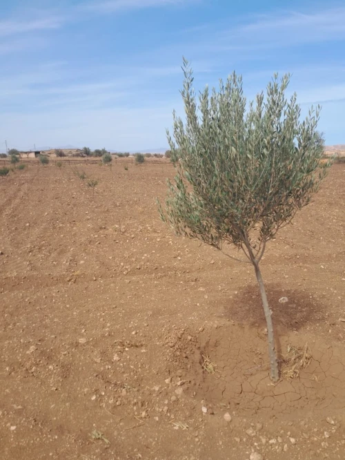 Vente Terrain Agricole Tlemcen Bensekrane