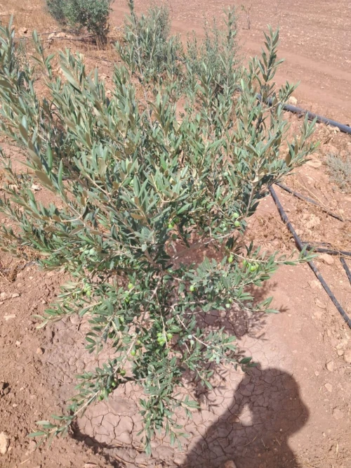 Vente Terrain Agricole Tlemcen Bensekrane