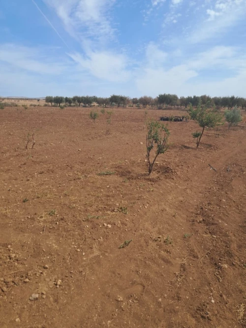 Vente Terrain Agricole Tlemcen Bensekrane