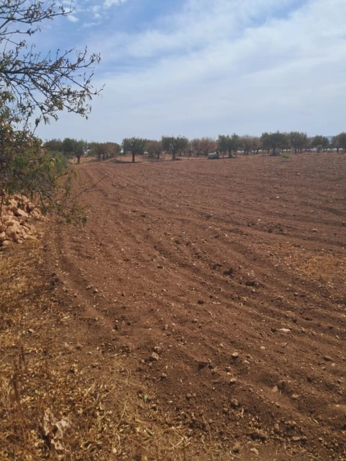 Vente Terrain Agricole Tlemcen Bensekrane