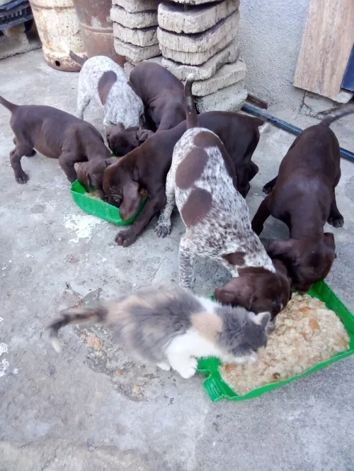 CHIOTS BRAQUES ALLEMANDS