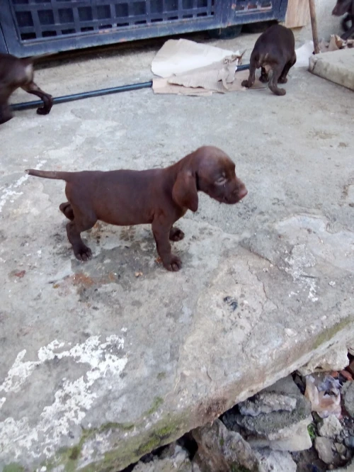 CHIOTS BRAQUES ALLEMANDS