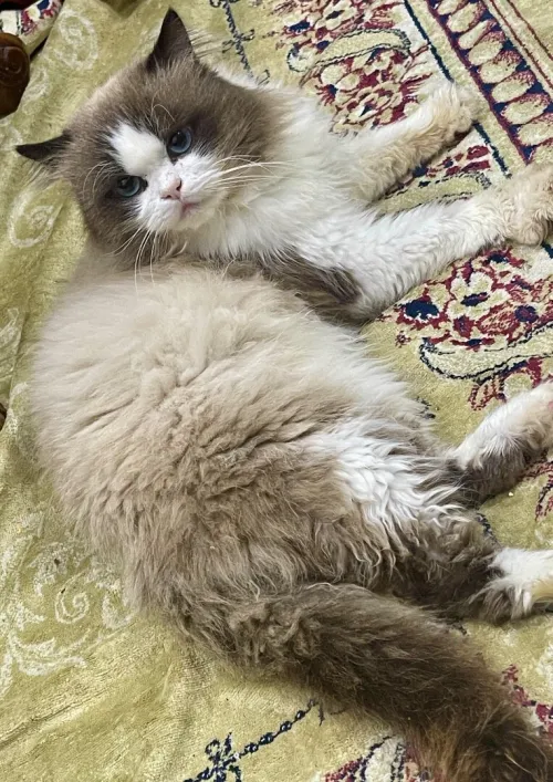Ragdoll 