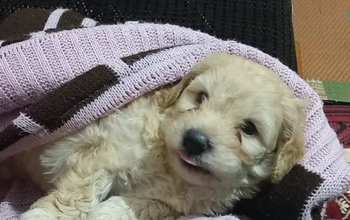 Caniche bichon havanais pour adoption