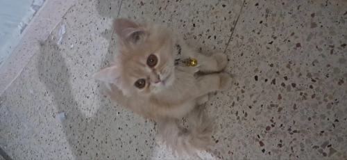 Un Chat persan