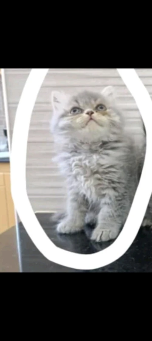 chat persan a vendre femelle 