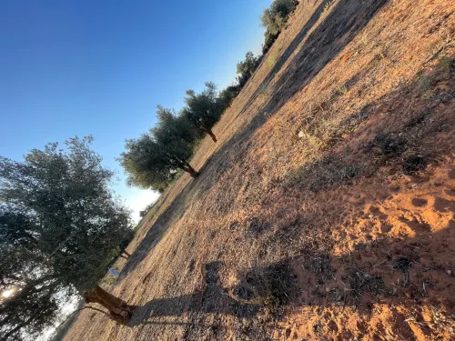 Vente Terrain Agricole Mostaganem Ouled el kheir