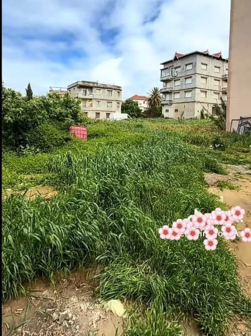 Vente Terrain Alger Dely brahim