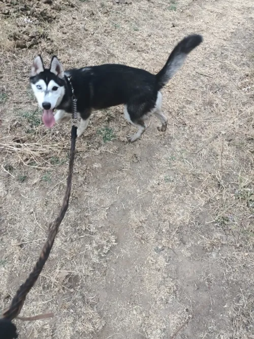 Chien Husky Femelle 8 mois  , gentil et en parfaite santé Carnet vaccins
