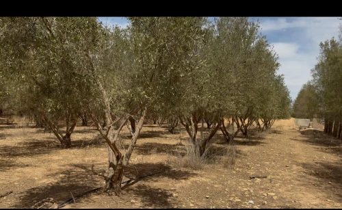 Vente Terrain Agricole Djelfa Hassi fedoul