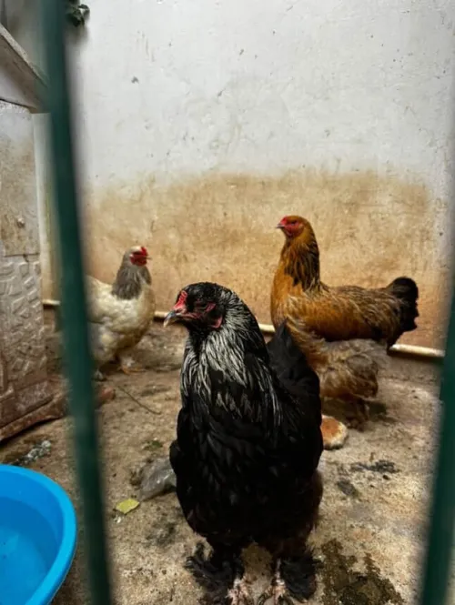 Poules brahma