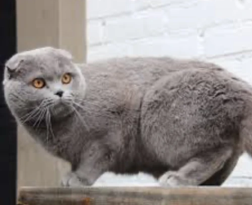 Mâle Scottish fold pour accouplement