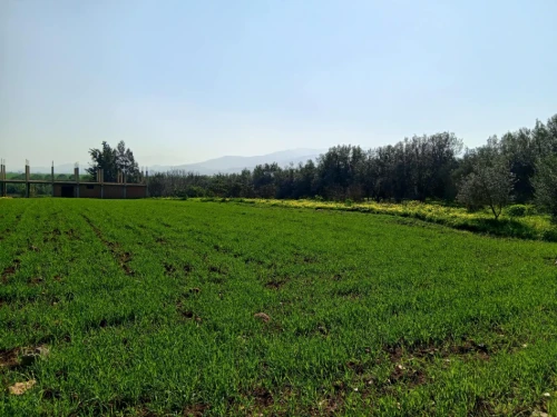Vente Terrain Agricole Tipaza Hadjout