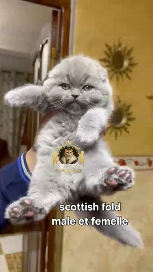 Scottish fold chat للبيع