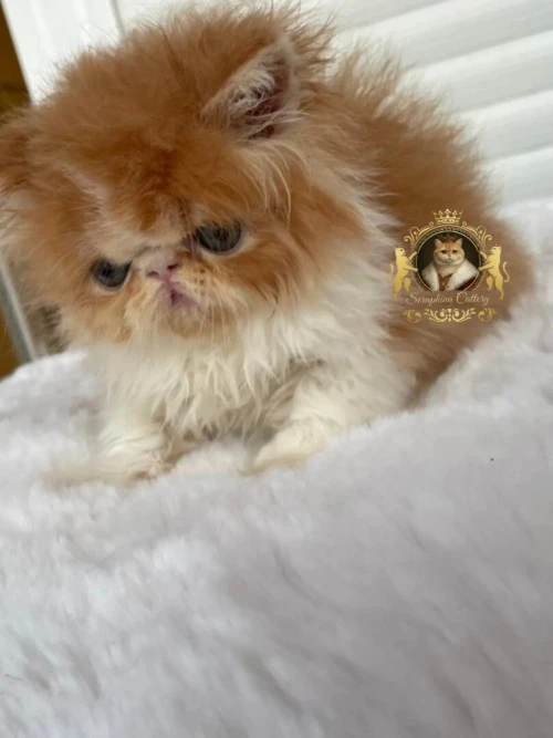 Persan peke face قطط للبيع