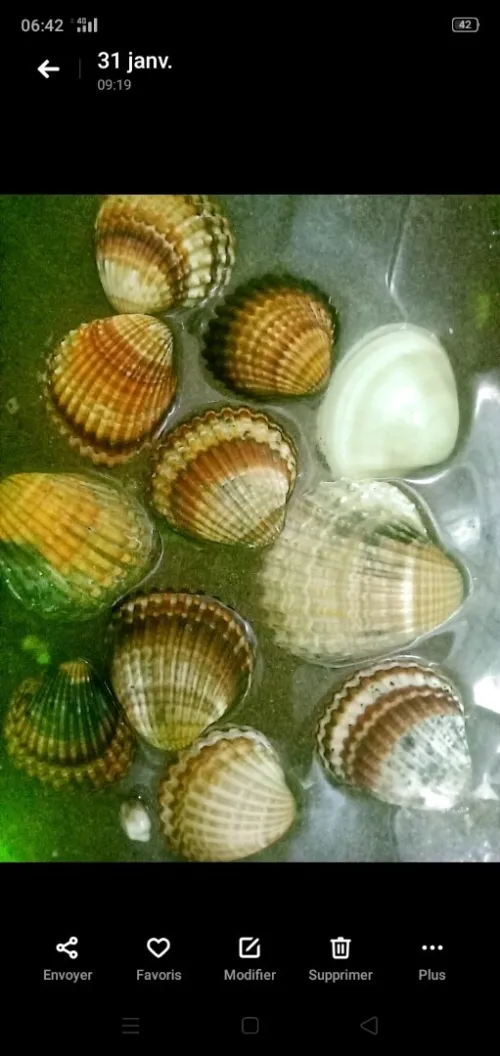 Coquillages