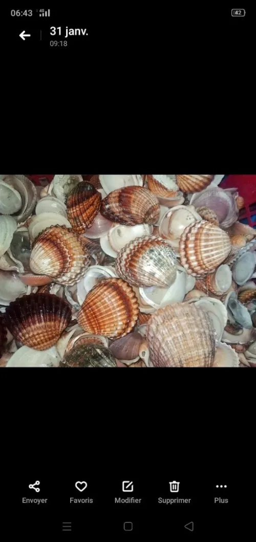 Coquillages
