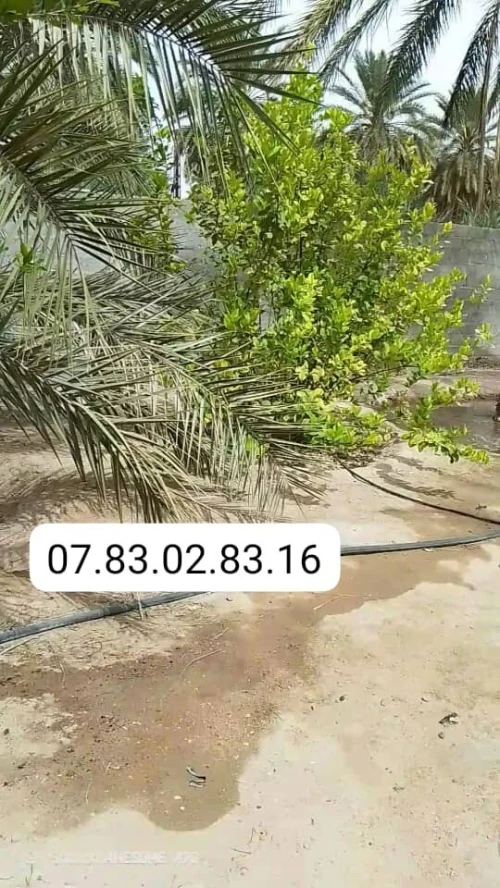 Vente Terrain Agricole Biskra Bouchagroun
