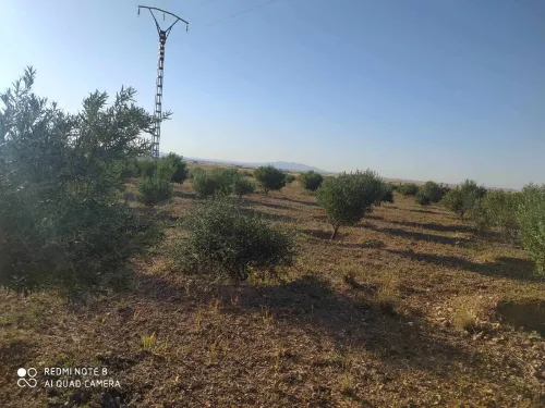 Vente Terrain Khenchela Ain touila