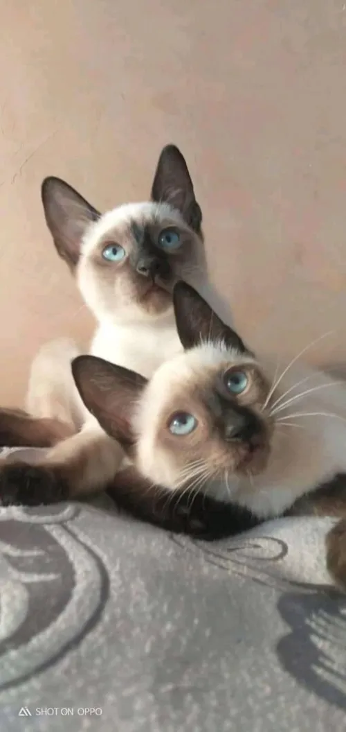 Chat siamois